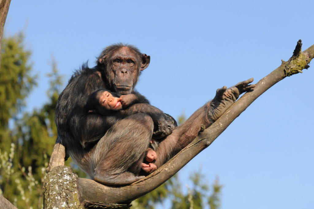 chimpanzee vs gorilla vs orangutan image