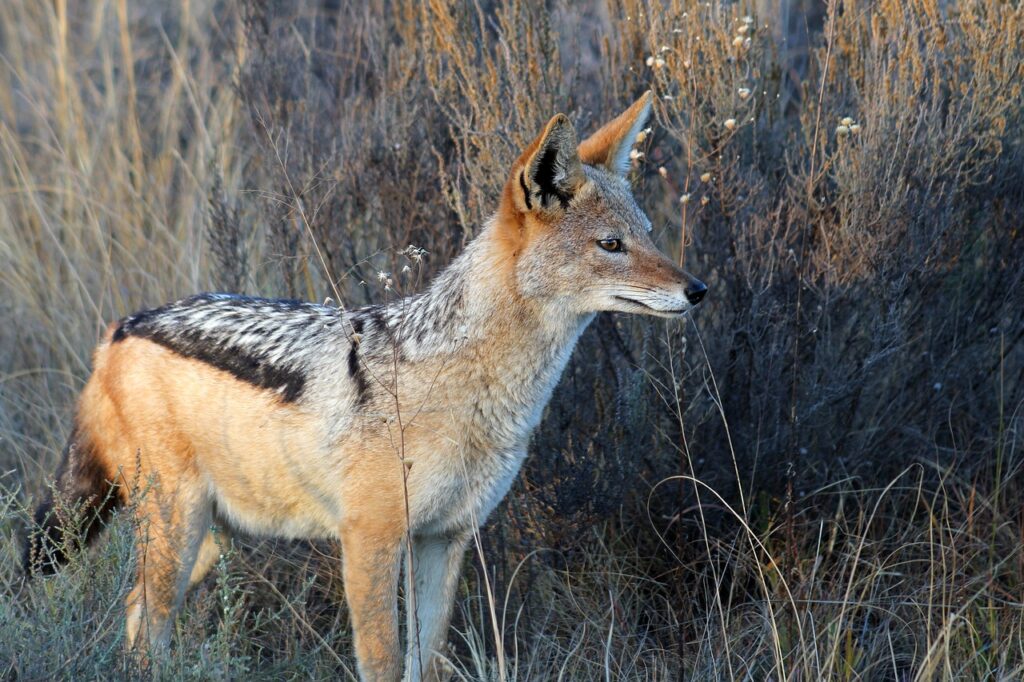 jackal, south africa, nature-1648765.jpg