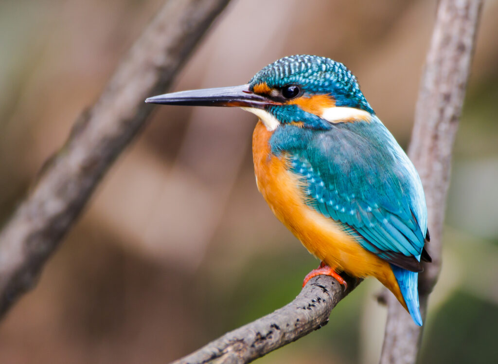 kingfisher bird