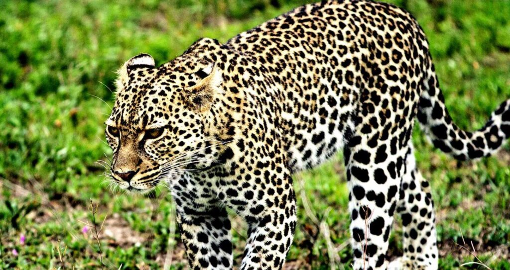 leopard vs puma differences