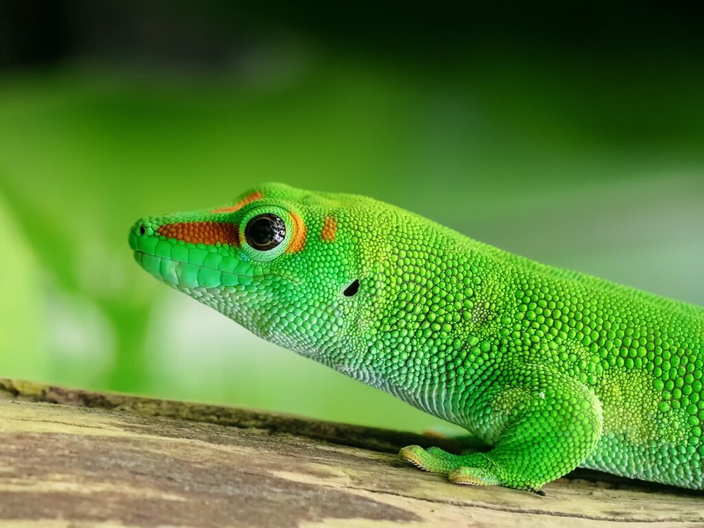 lizard, madagascar, day gecko-2732989.jpg