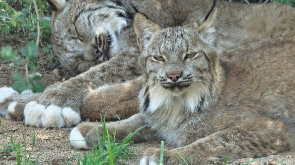 lynx, bobcat