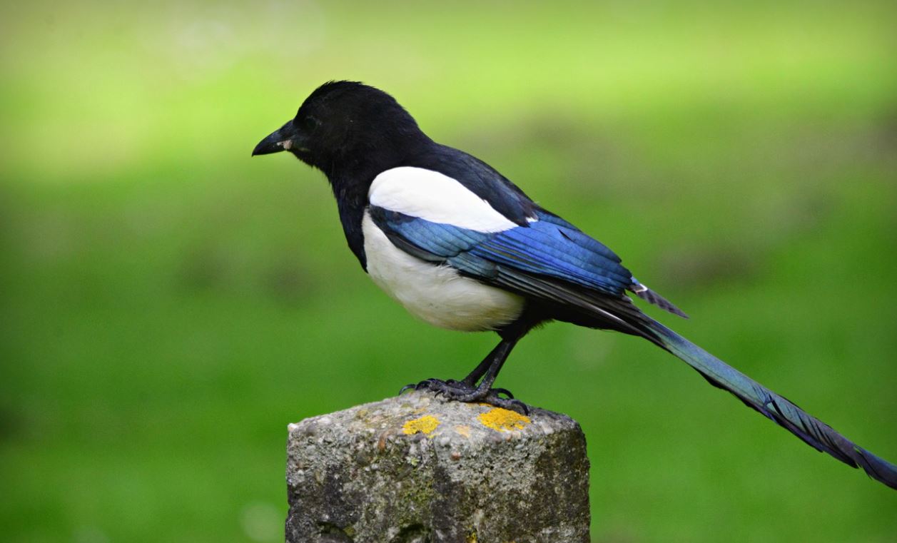 Crows vs Magpies All Differences Explained Animallot