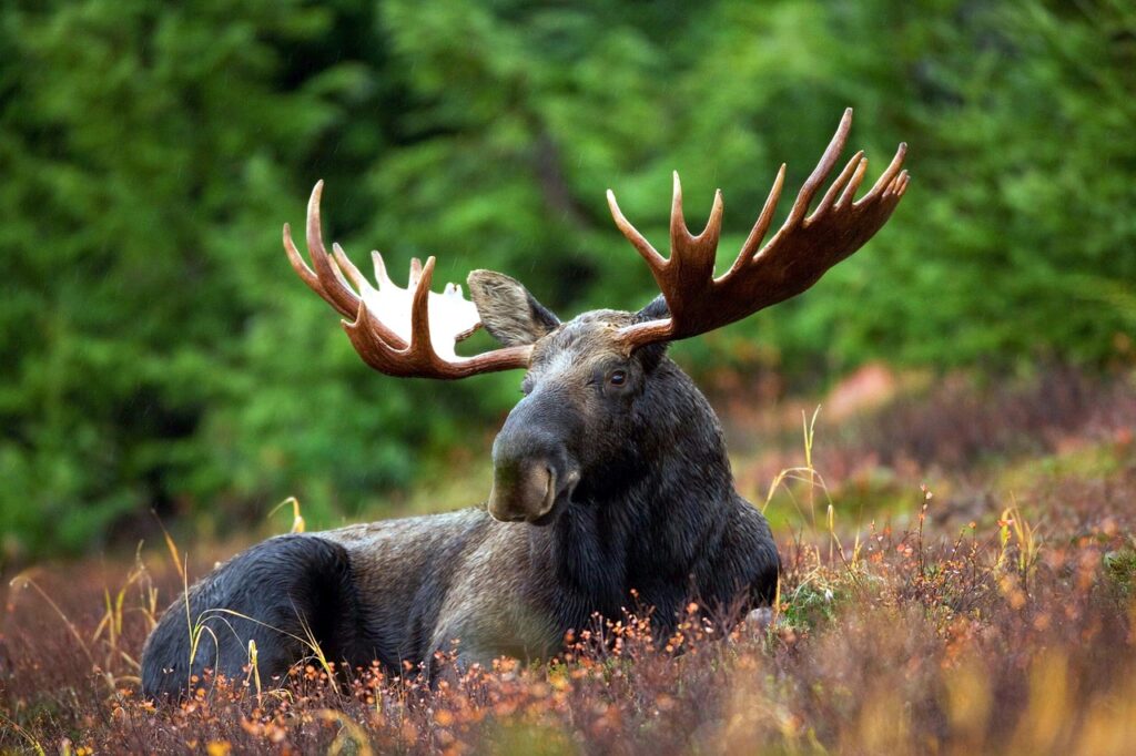 moose vs stag differences