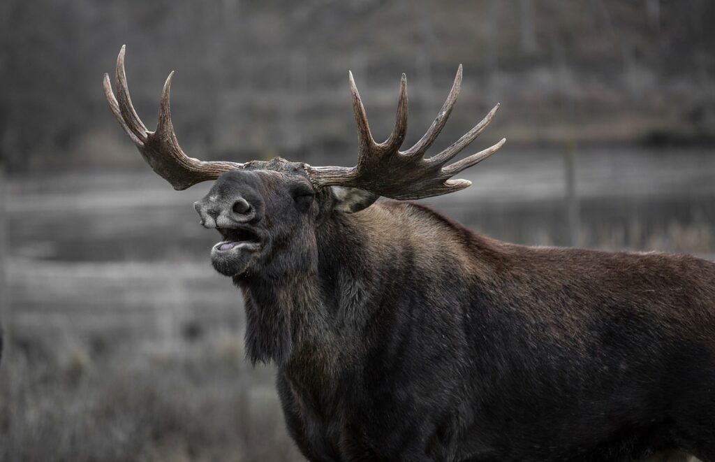 moose, bull elk, yawns-602659.jpg