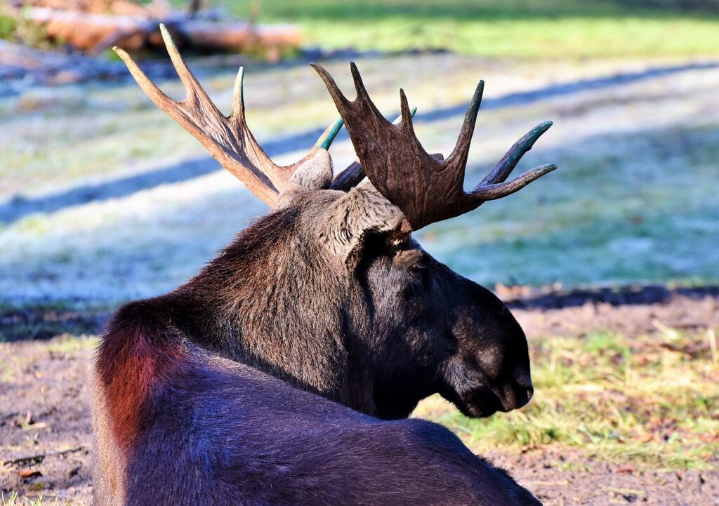 moose vs reindeer differences