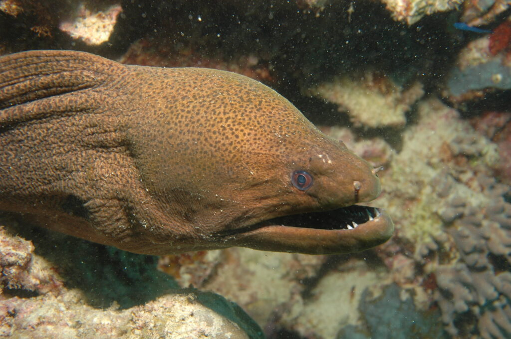 morray eel vs jawless fishes