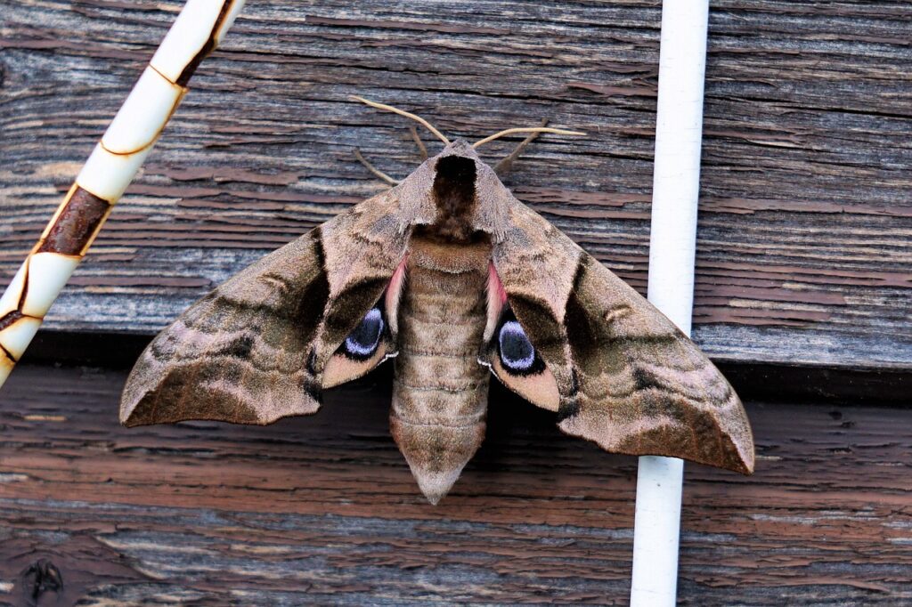 moth, insect, animal-2432376.jpg