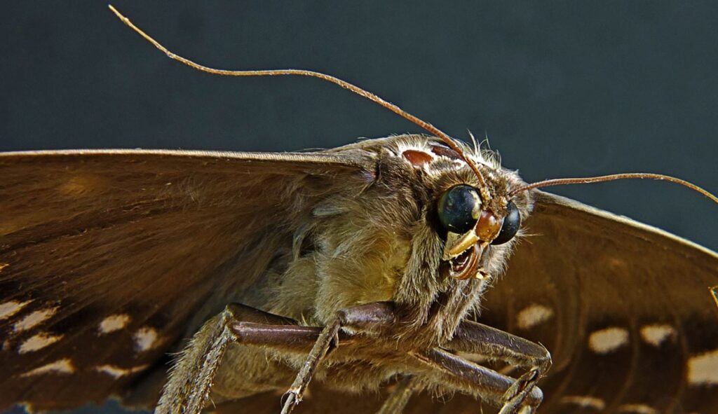moth vs cockroach