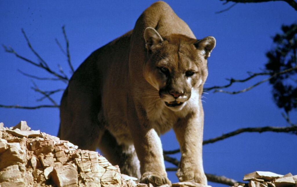 mountain-lion-cougar
