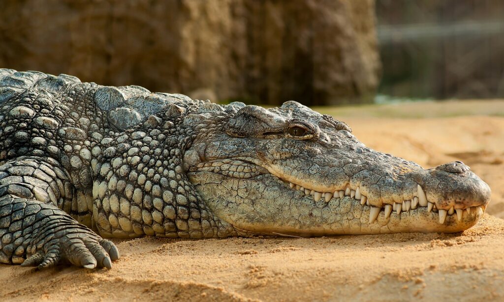 crocodile vs caiman differences