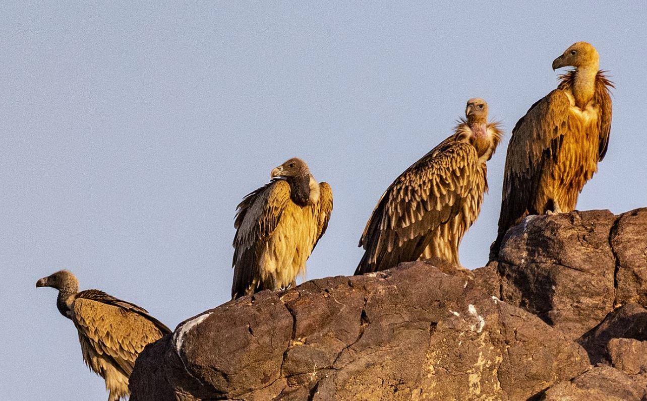 Eagle Vs. Vulture All Differences Explained - Animallot