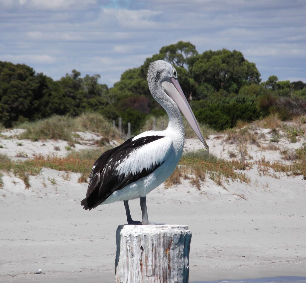 pelican in australia