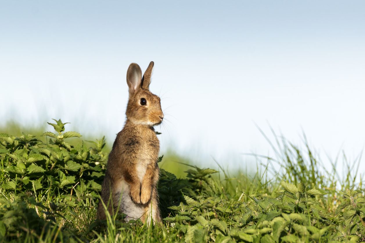 Difference between Hamsters and Rabbits as a Pet Animallot