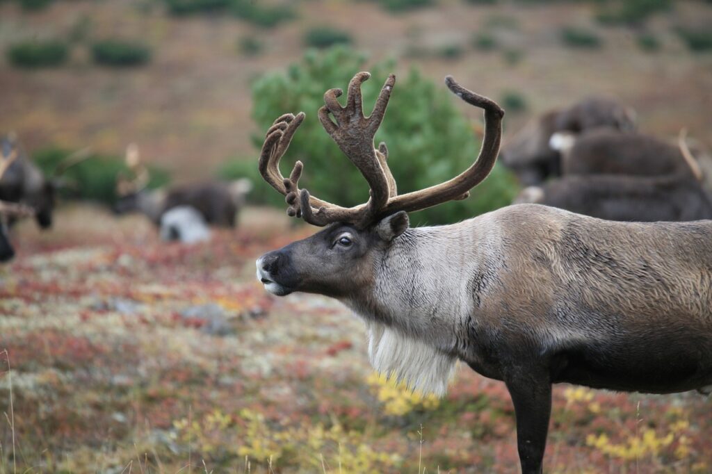 reindeer