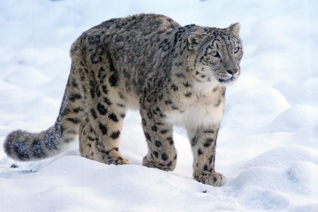 snow leopard, predator, big cat-1972724.jpg