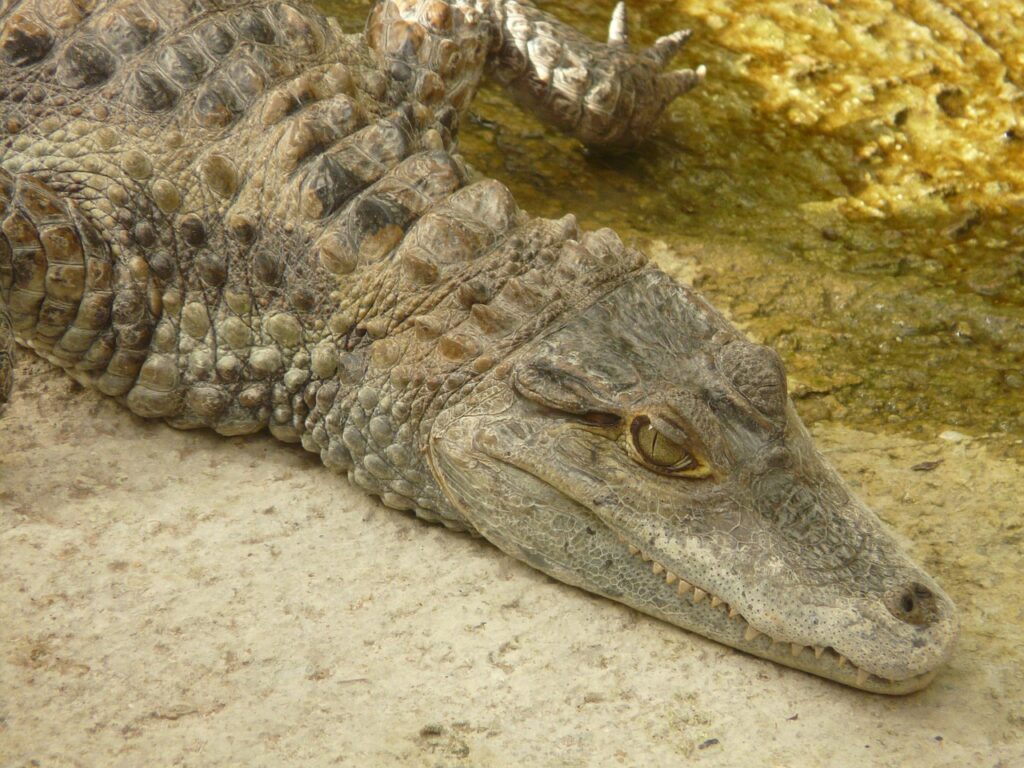 spectacled caiman, crocodile, yacare caiman-54027.jpg