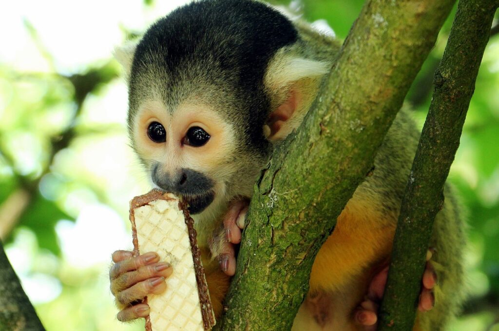 squirrel monkey