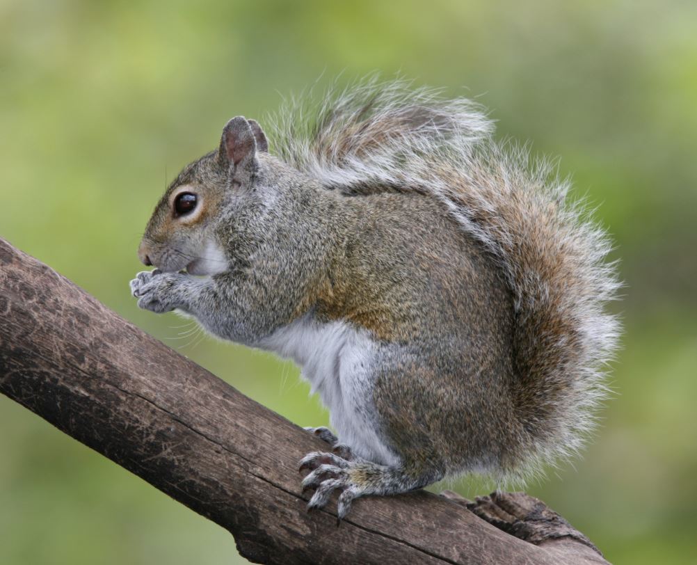 squirrel vs ferret differences