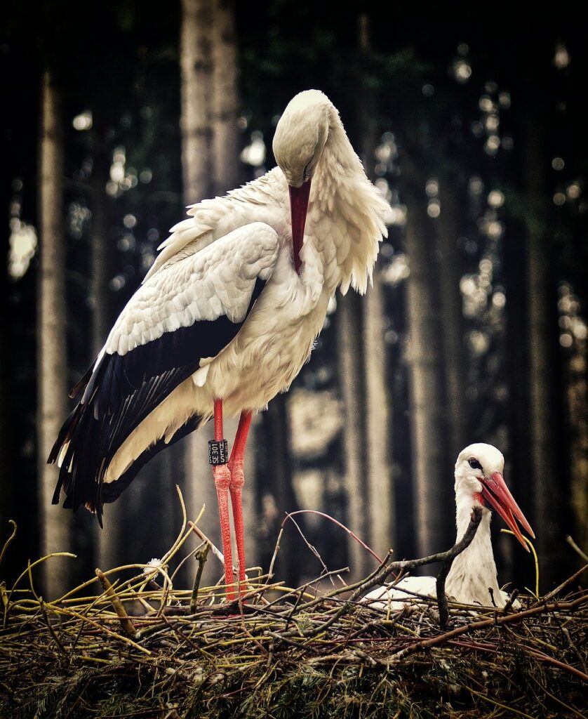 stork, nest building, pair-3678282.jpg