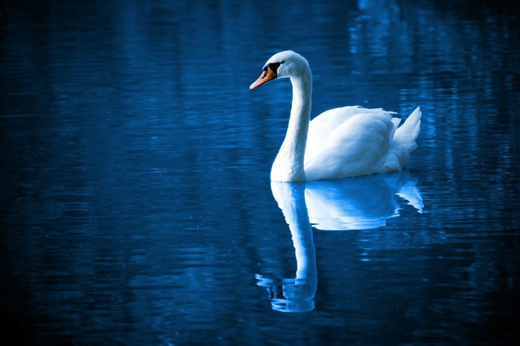 swan, lake, reflection-16736.jpg