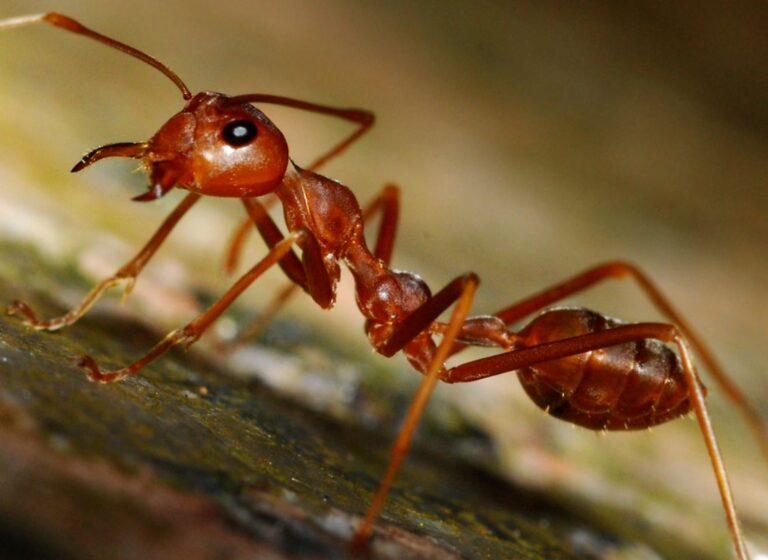 11 Things About Ants You Should Know Animallot