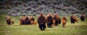 11 Things About Bisons You Should Know - Animallot
