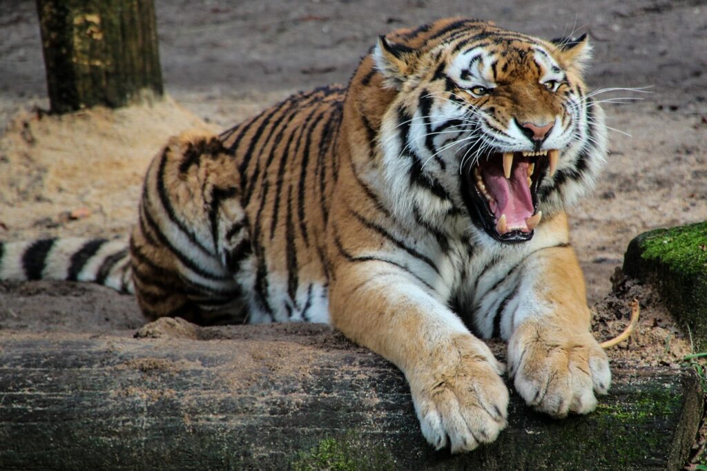 tiger, animal, roar-500118.jpg