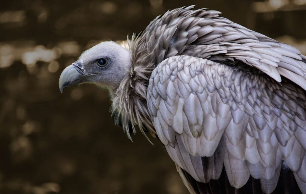 vulture-vs-eagle-differences-explained