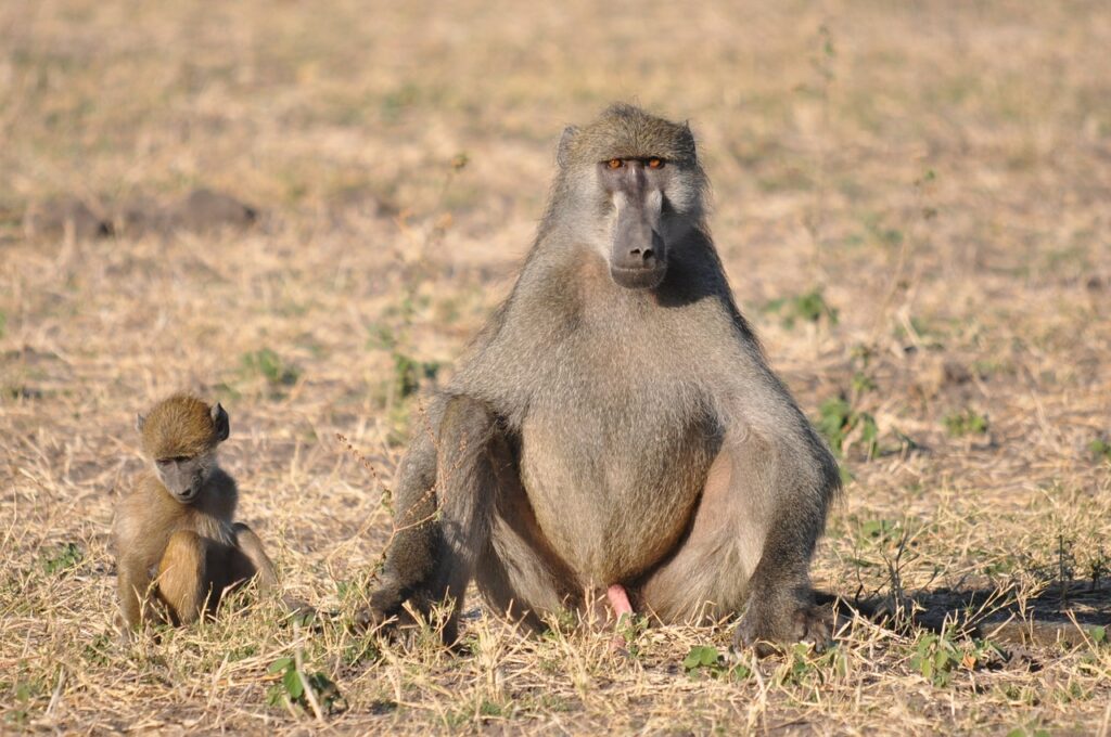 wildlife, monkey, primate-3316754.jpg