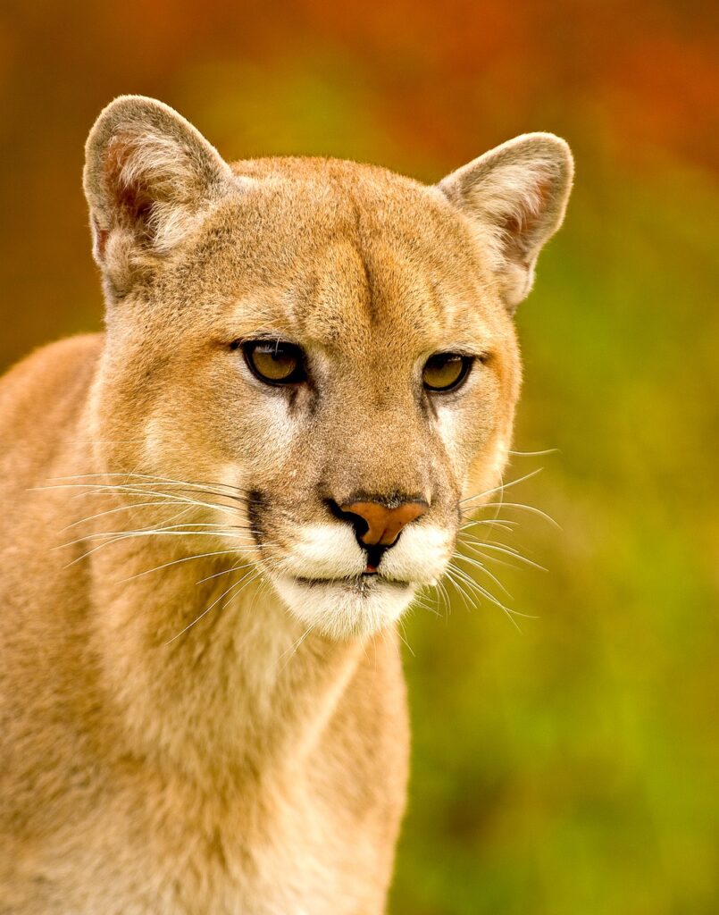 wildlife, mountain lion, puma-5252866.jpg