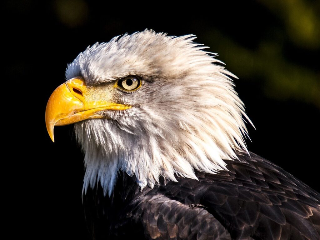 adler, eagle, bird-2386314.jpg