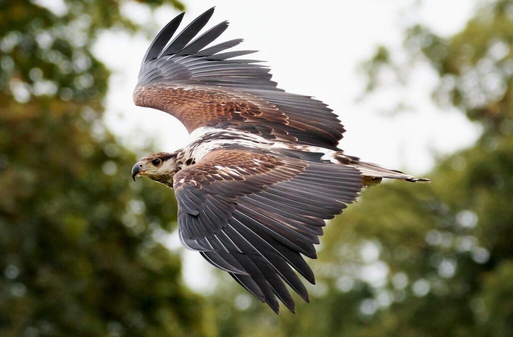 african fishing eagle, bird of prey, eagle-1641752.jpg
