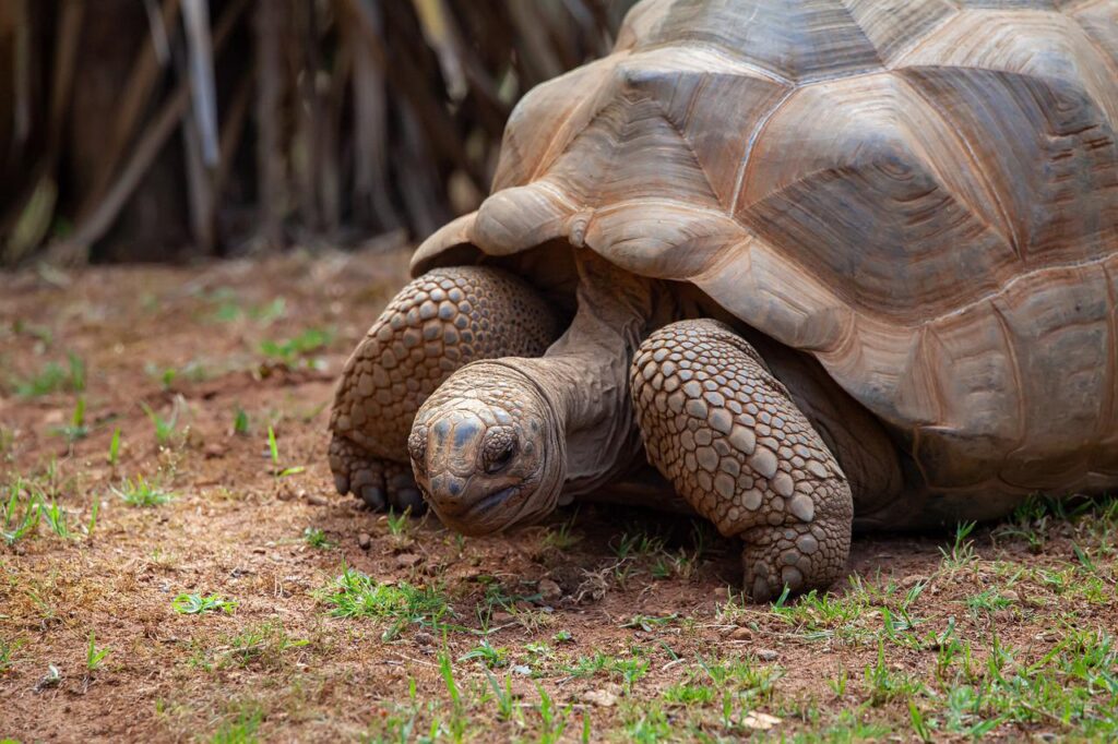 aldabra tortoise, giant tortoise, tortoise-4364580.jpg