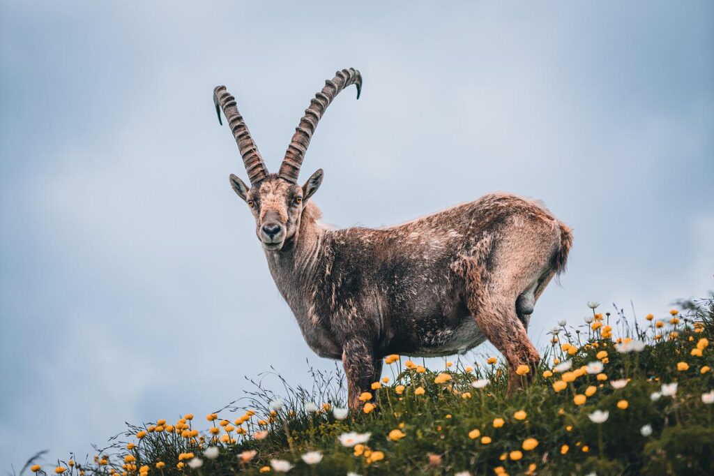 alpine ibex, steinbock, animal-4427336.jpg