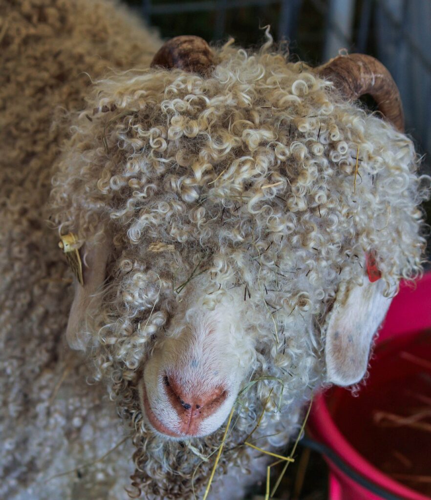 angora goat, mohair, fleece-191775.jpg