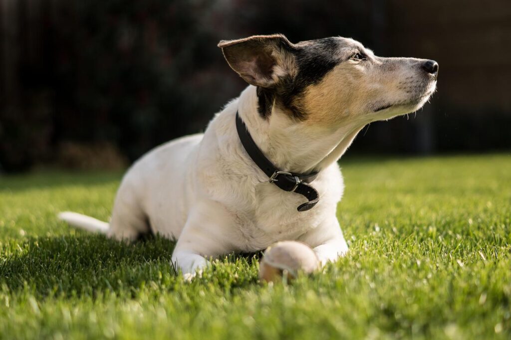 animal, dog, jack russel-4112950.jpg