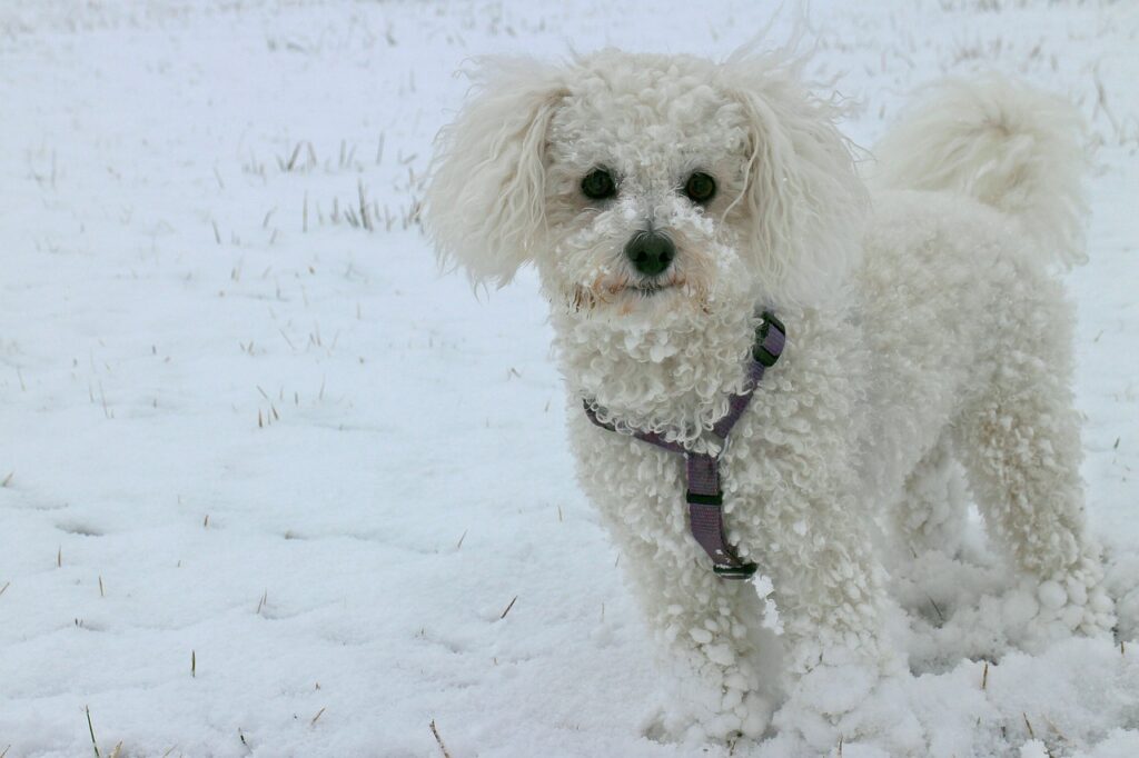 animal, dog, snow-251542.jpg