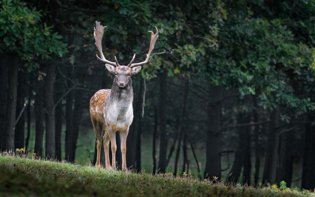 animal, mammal, fallow deer-984573.jpg