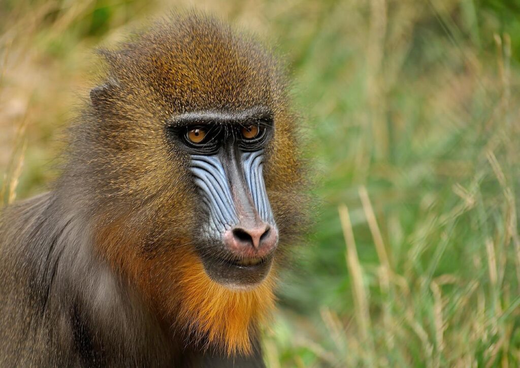 animal, mandrill, primate-396289.jpg