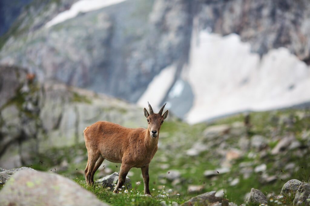 animal, mountain, goat-4010341.jpg