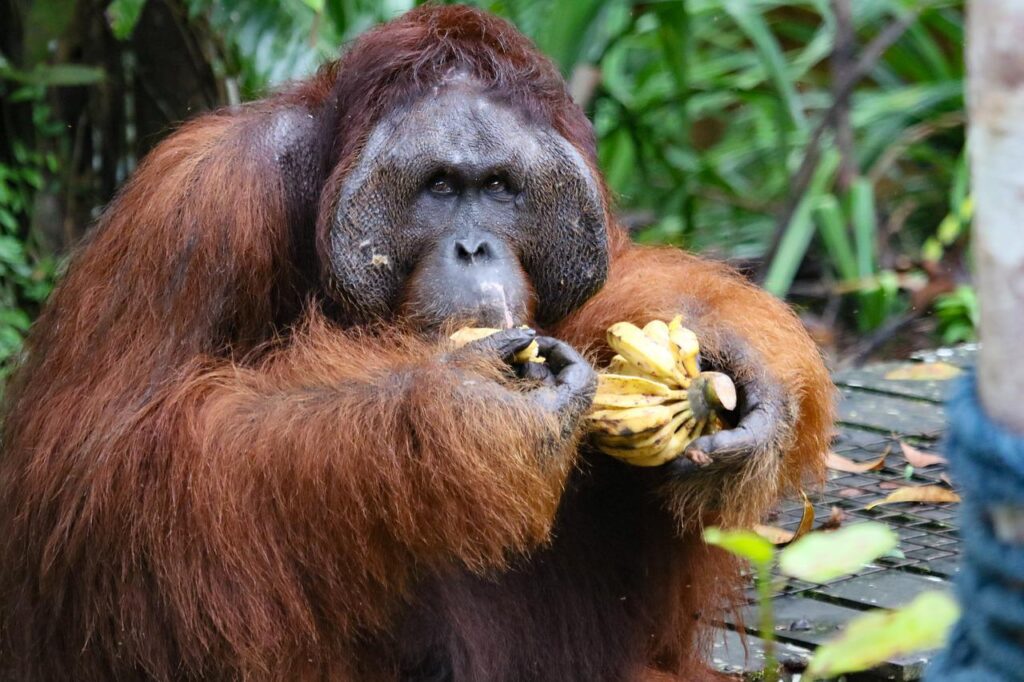 animal, orangutan, mammal-6814770.jpg