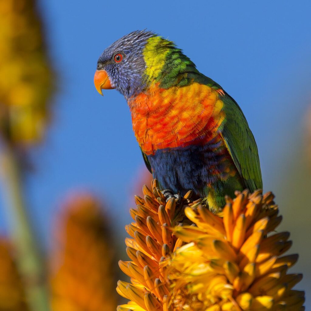 animal, parrot, bird-1835671.jpg