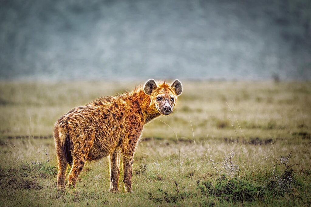animal, wild, hyena-4589652.jpg