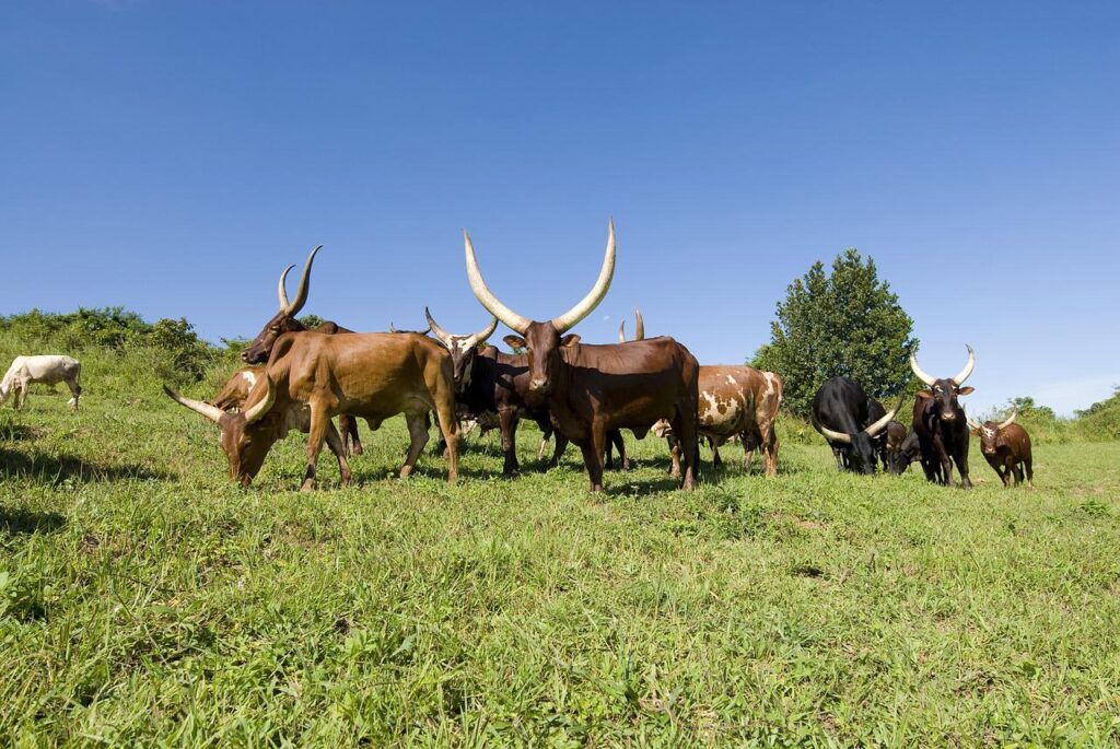 ankole cows, cows, grazing-2111168.jpg