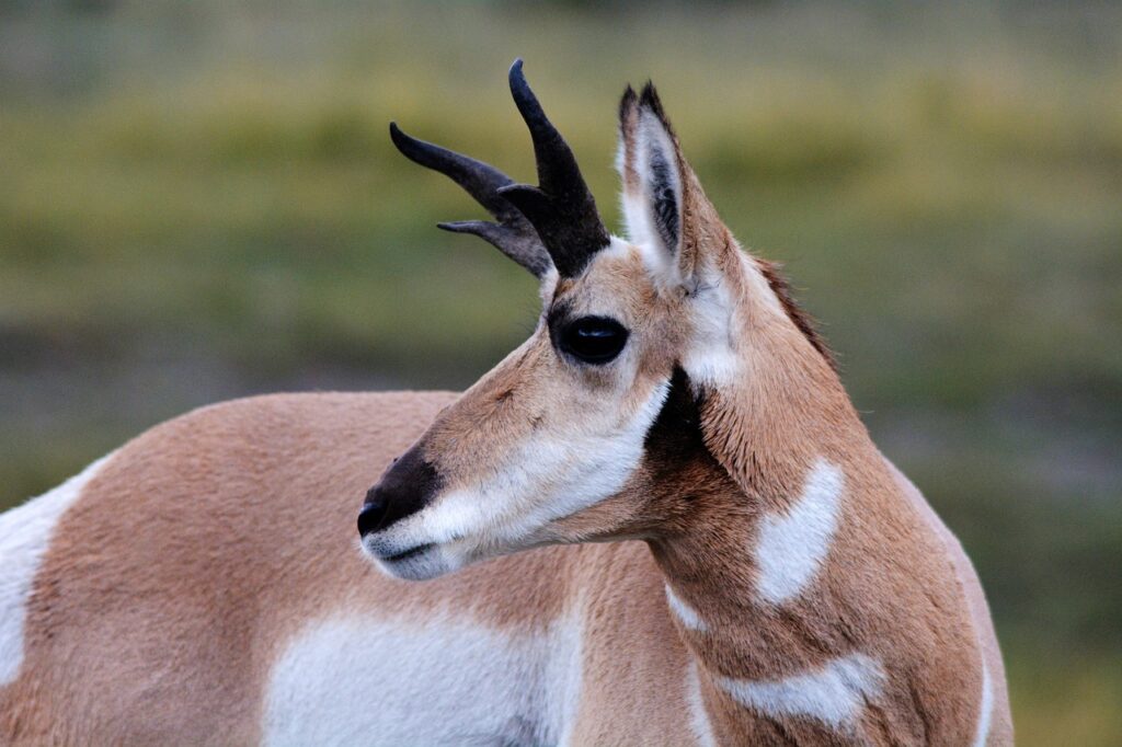 antelope, pronghorn, wild-193273.jpg