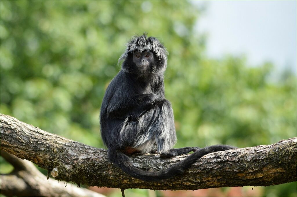 ape, monkey, javanese langur-220032.jpg