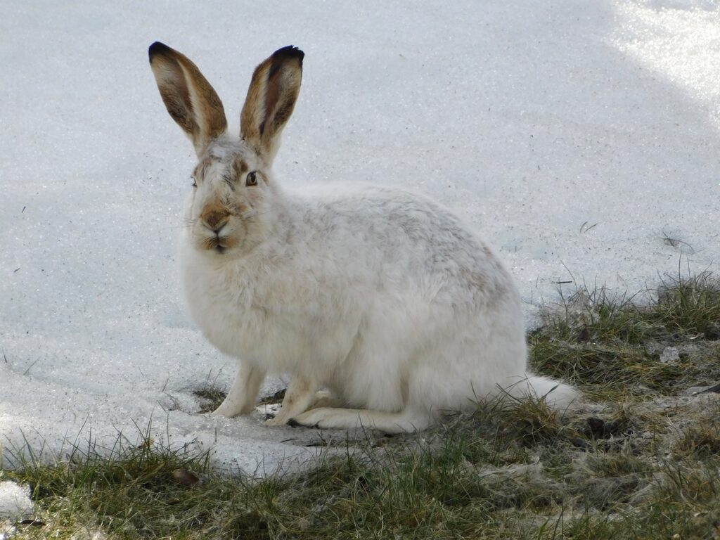 arctic, hare, wild-5074914.jpg