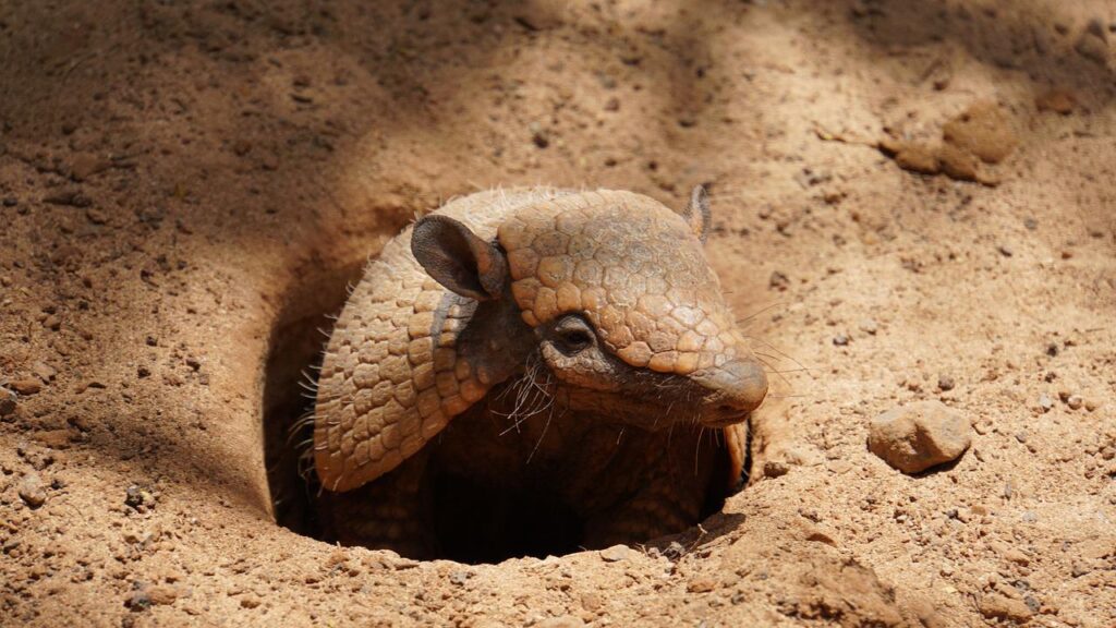 armadillo, dwarf armadillo, mammal-4217183.jpg