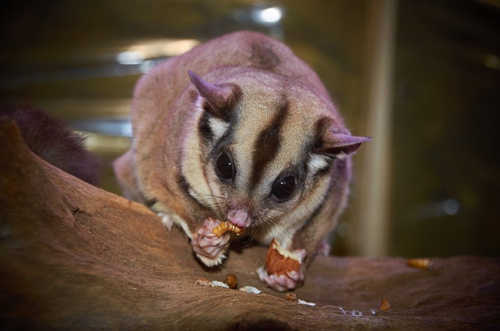 australian wildlife, sugar glider, creature-1675479.jpg